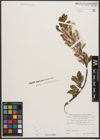 Foto von Salix waldsteiniana Willd.